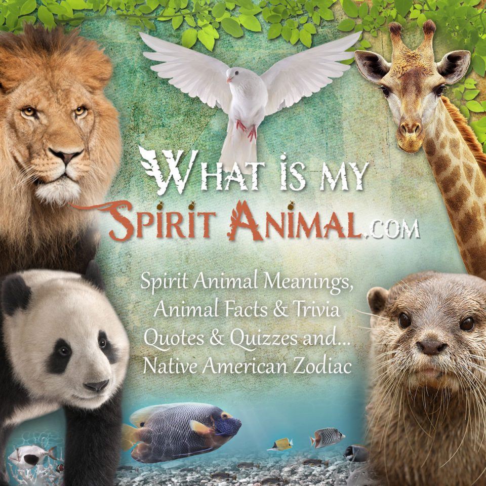 Comment on Psychic Abilities & Spiritual Animals: What you Need to Know by Gage